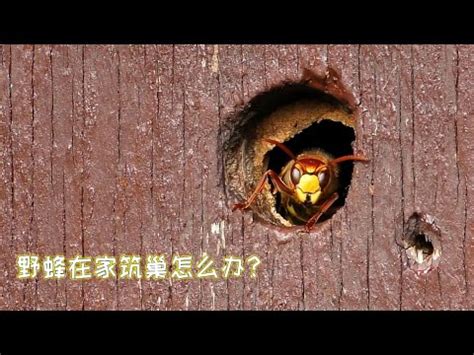 窗外有蜂巢 風水|【窗外有蜂巢風水】 窗外有蜂巢風水解析：化解凶煞變吉兆